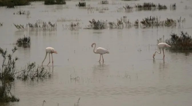 Salvar la utopía (Joaquín T. Smenjaud) España